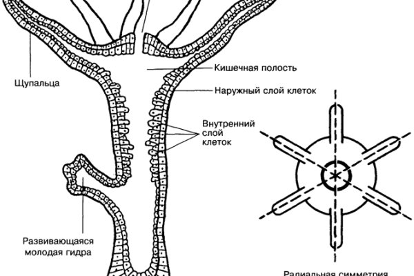 Можно ли восстановить аккаунт в кракен даркнет